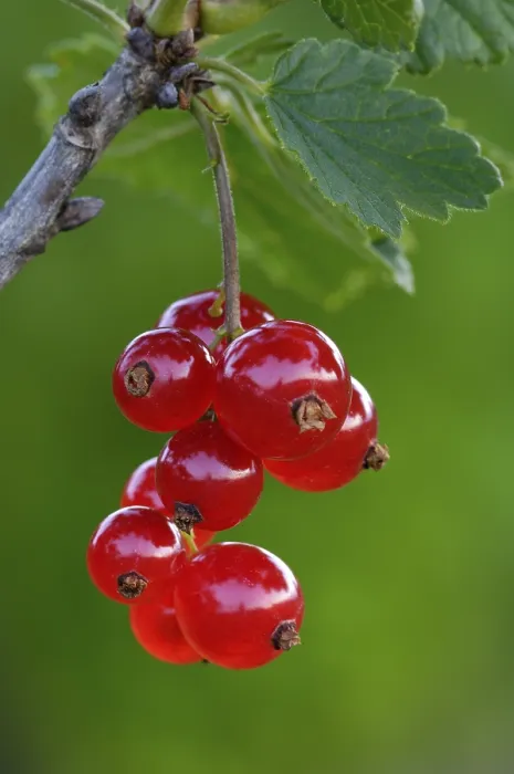 Gerahmter Druck : Rote Johannisbeere, Ribes rubrum Gerahmter Druck : Rote Johannisbeere, Ribes rubrum
