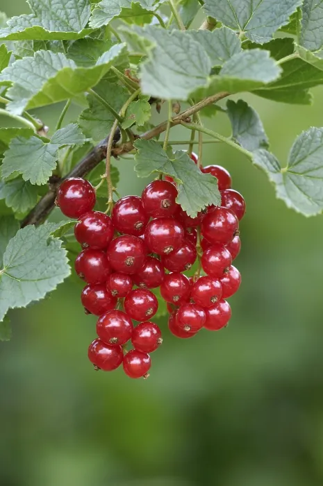Gerahmter Druck : Beere, Ribes rubrum