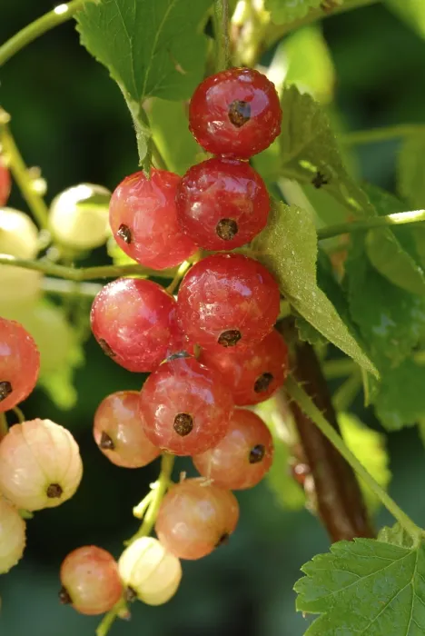 Gerahmter Druck : Beere Ribes rubrum Gerahmter Druck : Beere Ribes rubrum