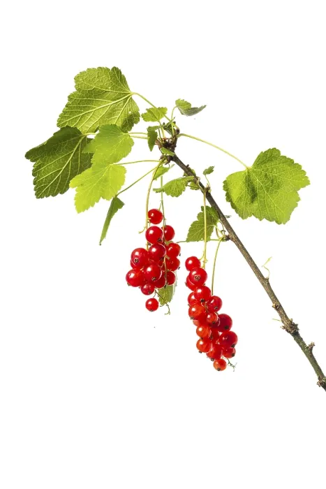 Gerahmter Druck : Rote Stachelbeere (Ribes rubrum), Frucht. Gerahmter Druck : Rote Stachelbeere (Ribes rubrum), Frucht.