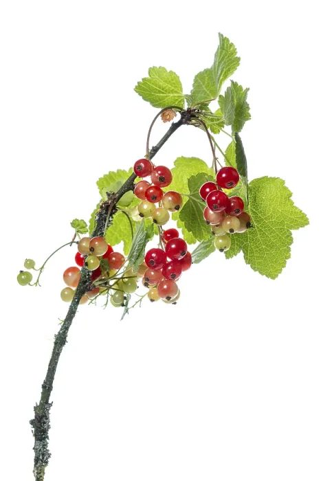 Gerahmter Druck : Beere (Ribes rubrum), Frucht Gerahmter Druck : Beere (Ribes rubrum), Frucht
