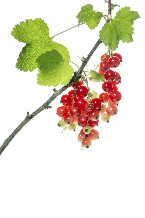 Gerahmter Druck : Beere (Ribes rubrum), Frucht Gerahmter Druck : Beere (Ribes rubrum), Frucht