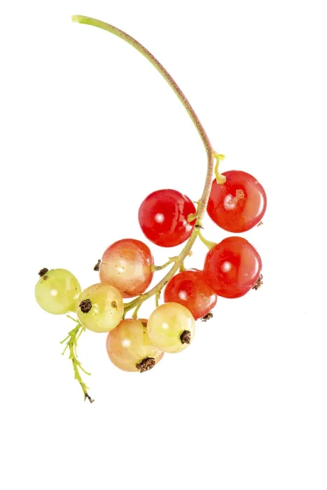 Gerahmter Druck : Rotstachelbeere (Ribes rubrum), Frucht. Gerahmter Druck : Rotstachelbeere (Ribes rubrum), Frucht.