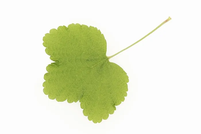 Gerahmter Druck : Rotstachelbeere (Ribes rubrum), Blatt auf weißem Hintergrund. Gerahmter Druck : Rotstachelbeere (Ribes rubrum), Blatt auf weißem Hintergrund.