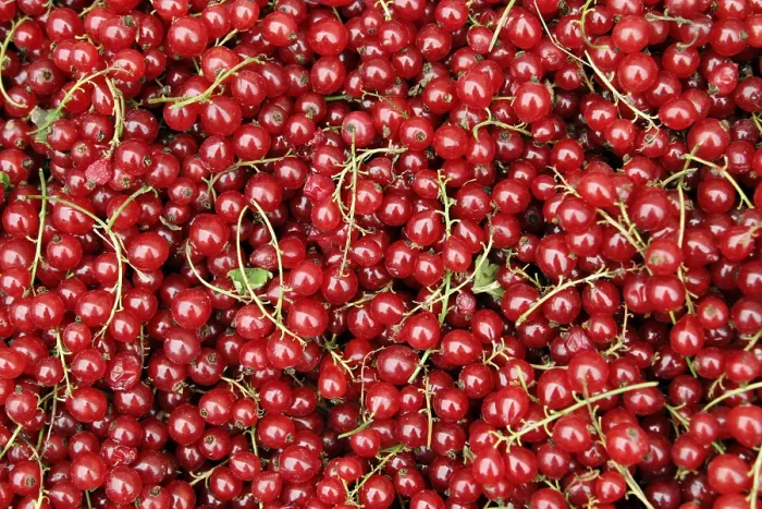 Gerahmter Druck : Redcurrants Gerahmter Druck : Redcurrants