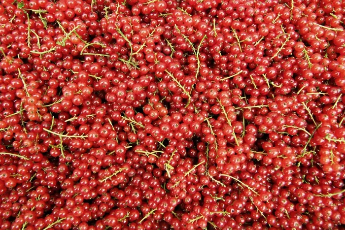 Gerahmter Druck : Redcurrants Gerahmter Druck : Redcurrants