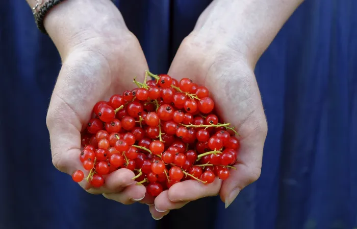 Gerahmter Druck : Rote Johannisbeeren in den Händen. Gerahmter Druck : Rote Johannisbeeren in den Händen.