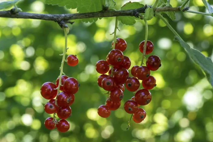 Gerahmter Druck : Rote Stachelbeeren (Ribes), Dossenheim Gerahmter Druck : Rote Stachelbeeren (Ribes), Dossenheim