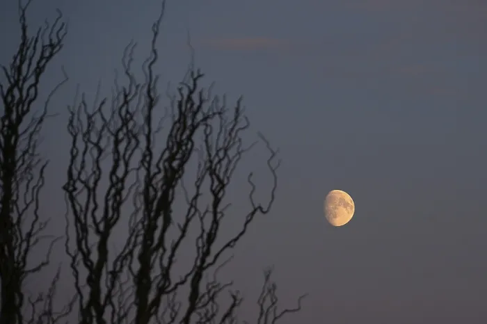Gerahmter Druck : Rötliche Mondsichel am frühen Abend, DarB. Gerahmter Druck : Rötliche Mondsichel am frühen Abend, DarB.