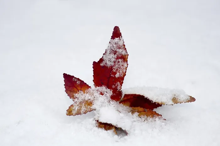 Gerahmter Druck : Roter Blatt im Schnee. Gerahmter Druck : Roter Blatt im Schnee.