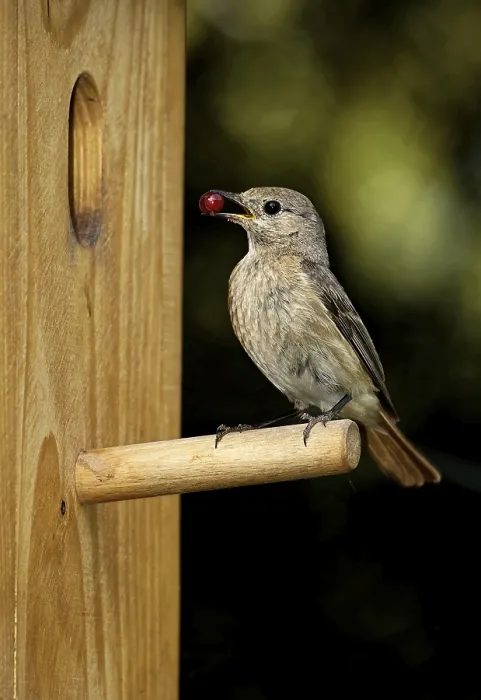 Gerahmter Druck : Rotkehlchen am Nestkasten. Gerahmter Druck : Rotkehlchen am Nestkasten.