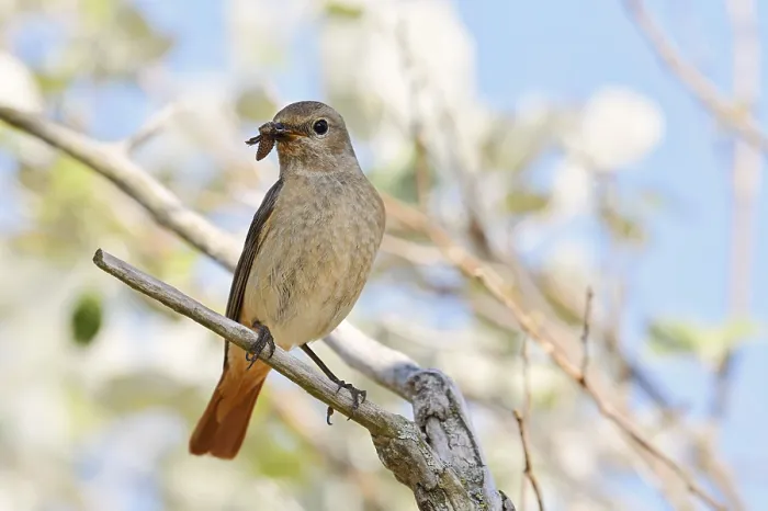 Gerahmter Druck : Rotkehlchen (Phoenicurus phoenicurus) Gerahmter Druck : Rotkehlchen (Phoenicurus phoenicurus)