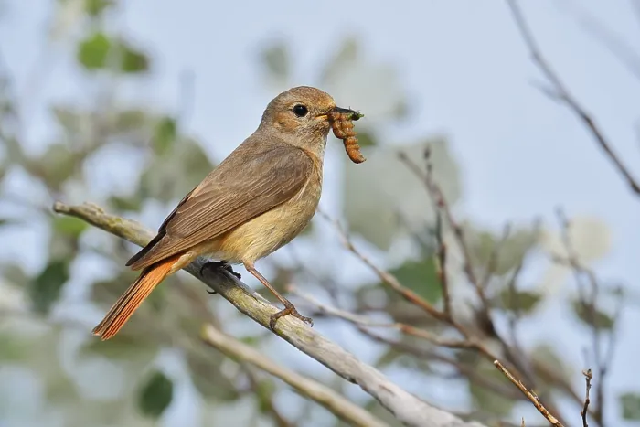 Gerahmter Druck : Rotkehlchen (Phoenicurus phoenicurus) Gerahmter Druck : Rotkehlchen (Phoenicurus phoenicurus)