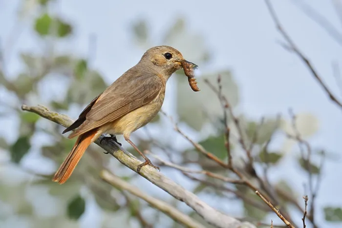 Gerahmter Druck : Weibchen des Rotkehlchens (Phoenicurus phoenicurus) sitzt auf einem Ast mit gefangenen Raupen im Schnabel, Nordrhein-Westfalen, Deutschland Gerahmter Druck : Weibchen des Rotkehlchens (Phoenicurus phoenicurus) sitzt auf einem Ast mit gefangenen Raupen im Schnabel, Nordrhein-Westfalen, Deutschland
