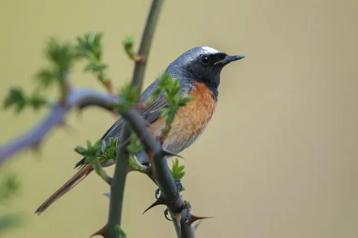 Gerahmter Druck : Rotkehlchen, Phoenicurus phoenicurus Gerahmter Druck : Rotkehlchen, Phoenicurus phoenicurus