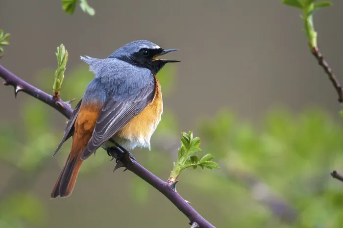 Gerahmter Druck : Rotkopf, Phoenicurus phoenicurus Gerahmter Druck : Rotkopf, Phoenicurus phoenicurus