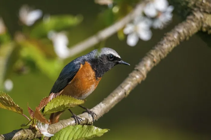 Gerahmter Druck : Rotkehlchen, Phoenicurus phoenicurus Gerahmter Druck : Rotkehlchen, Phoenicurus phoenicurus
