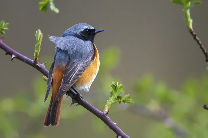 Gerahmter Druck : Rotkopfammer (Phoenicurus phoenicurus) Gerahmter Druck : Rotkopfammer (Phoenicurus phoenicurus)