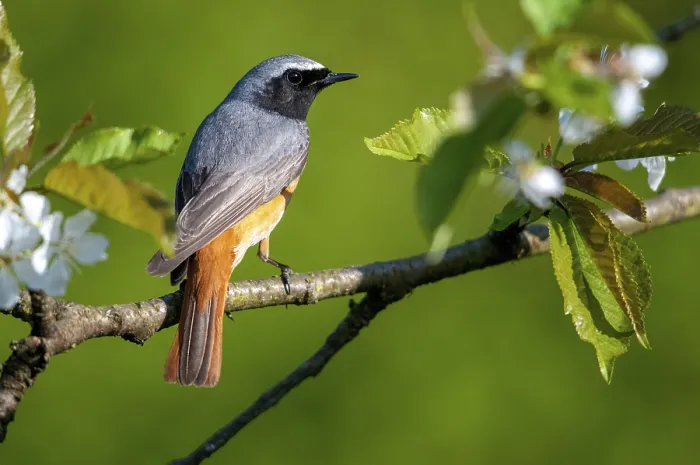 Gerahmter Druck : Rotkehlchen, Phoenicurus phoenicurus