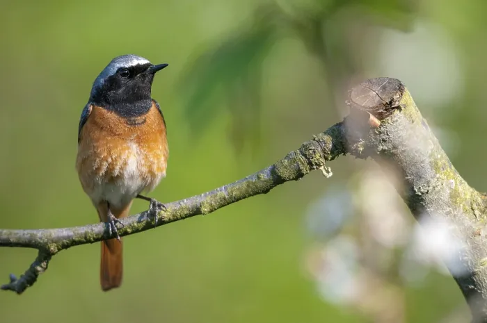 Gerahmter Druck : Rotkehlchen, Phoenicurus phoenicurus