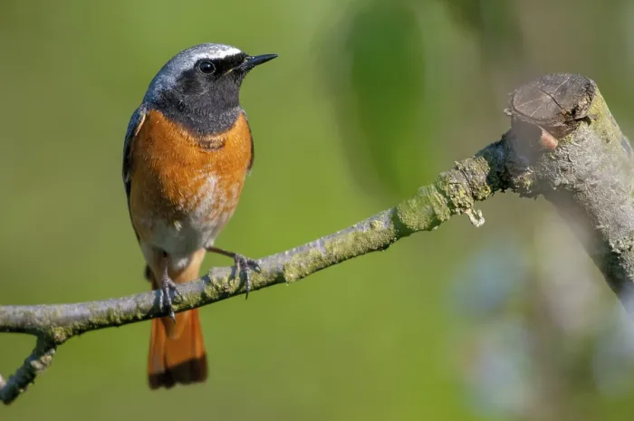 Gerahmter Druck : Rotbauchammer, Phoenicurus phoenicurus Gerahmter Druck : Rotbauchammer, Phoenicurus phoenicurus