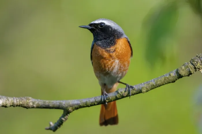 Gerahmter Druck : Rotkehlchen, Phoenicurus phoenicurus