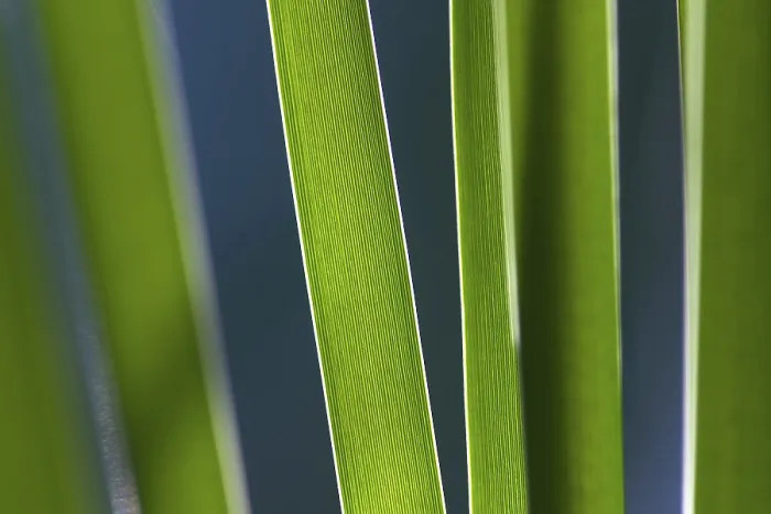 Gerahmter Druck : Reed, Detail. Gerahmter Druck : Reed, Detail.