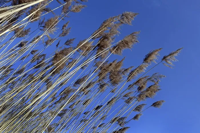 Gerahmter Druck : Reedblätter Gerahmter Druck : Reedblätter