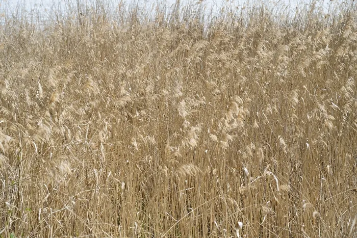 Gerahmter Druck : Reed, Phragmites australis, Vollformat. Gerahmter Druck : Reed, Phragmites australis, Vollformat.