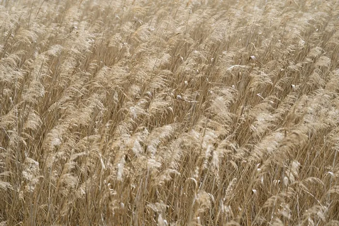 Gerahmter Druck : Reed, Phragmites australis, Vollformat