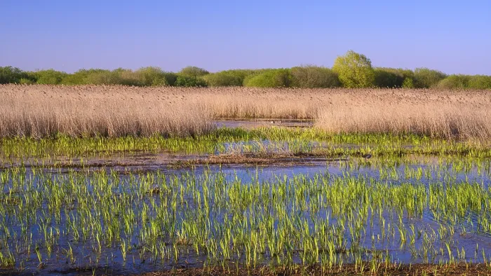 Gerahmter Druck : Reed am Ufer des Dümmersees. Gerahmter Druck : Reed am Ufer des Dümmersees.