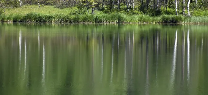 Gerahmter Druck : Spiegelung von Bäumen im See. Gerahmter Druck : Spiegelung von Bäumen im See.
