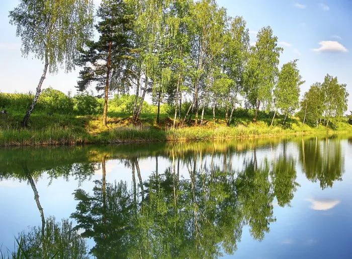 Gerahmter Druck : Spiegelung von Bäumen im Fluss. Gerahmter Druck : Spiegelung von Bäumen im Fluss.
