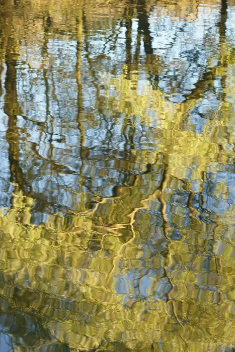 Gerahmter Druck : Spiegelung der Weide (Salix sp) Gerahmter Druck : Spiegelung der Weide (Salix sp)