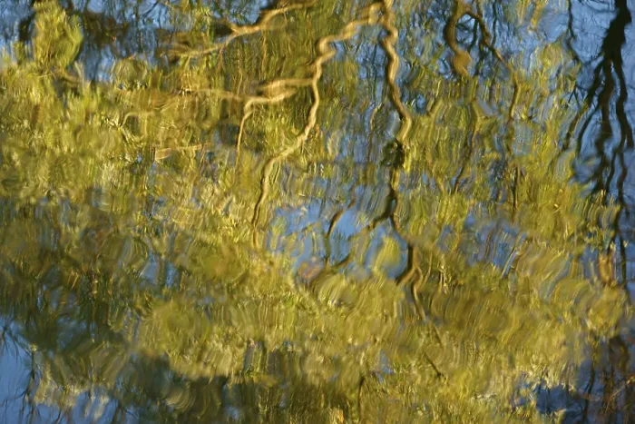 Gerahmter Druck : Spiegelung der Weide (Salix sp) Gerahmter Druck : Spiegelung der Weide (Salix sp)