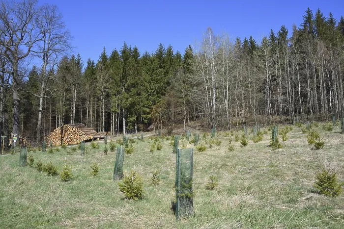 Gerahmter Druck : Wiederbewaldung in einem Wald in Sachsen. Gerahmter Druck : Wiederbewaldung in einem Wald in Sachsen.