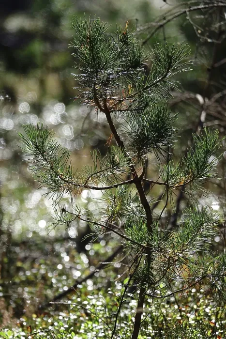 Gerahmter Druck : Wiederbewaldung, kleiner Kiefernbaum. Gerahmter Druck : Wiederbewaldung, kleiner Kiefernbaum.