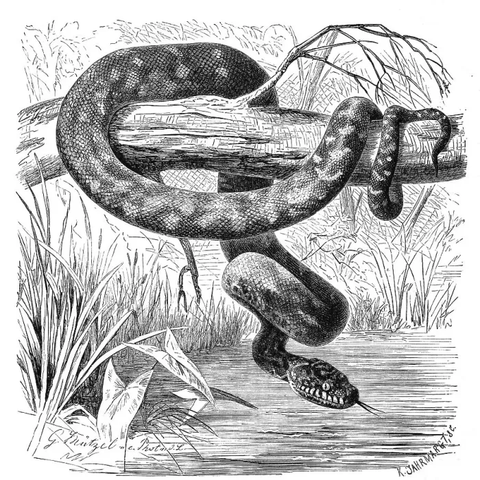 Gerahmter Druck : Schlangen, Riesenadlerschlange, Diamantenschlangengiftviper Gerahmter Druck : Schlangen, Riesenadlerschlange, Diamantenschlangengiftviper