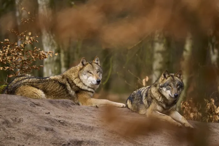 Gerahmter Druck : Zwei ruhende Wölfe im Herbstwald. Gerahmter Druck : Zwei ruhende Wölfe im Herbstwald.