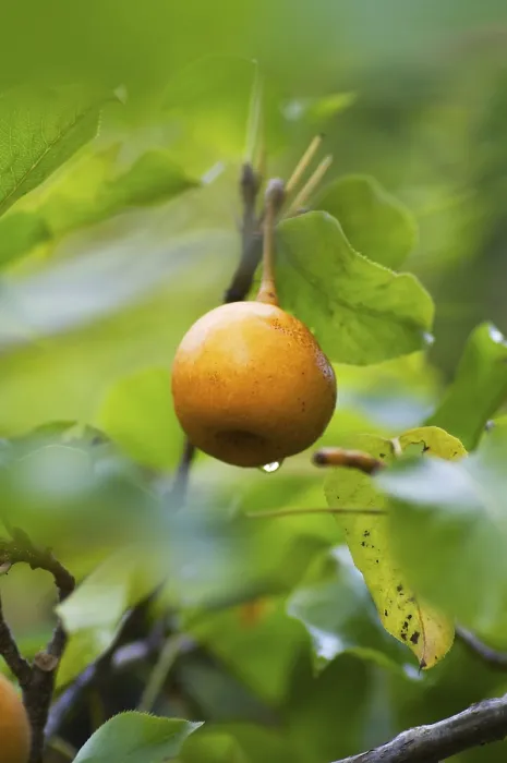 Gerahmter Druck : Rhinopfe auf dem Baum. Gerahmter Druck : Rhinopfe auf dem Baum.