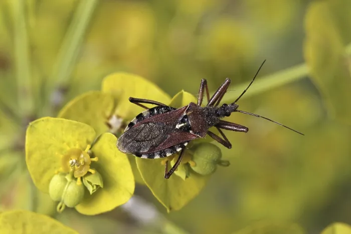 Gerahmter Druck : Rhinocoris cuspidatus, Raubwanze - Rhinocoris cuspidatus Gerahmter Druck : Rhinocoris cuspidatus, Raubwanze - Rhinocoris cuspidatus