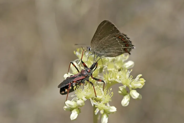 Gerahmter Druck : Rhinocoris erythropus, Raubwanze Gerahmter Druck : Rhinocoris erythropus, Raubwanze