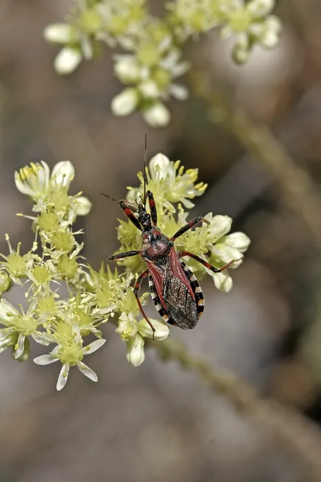 Gerahmter Druck : Rhinocoris erythropus, Raubwanze Gerahmter Druck : Rhinocoris erythropus, Raubwanze