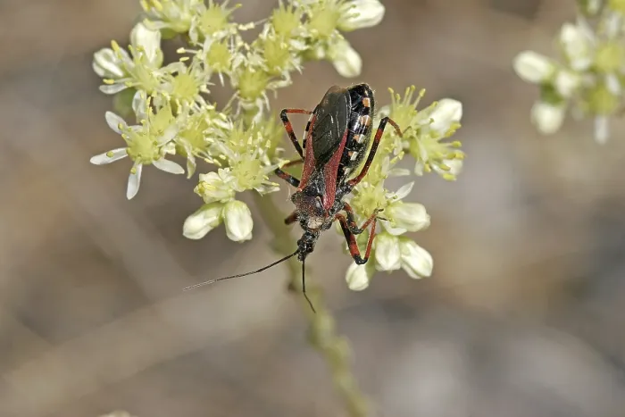 Gerahmter Druck : Rhinocoris erythropus, Raubwanze Gerahmter Druck : Rhinocoris erythropus, Raubwanze