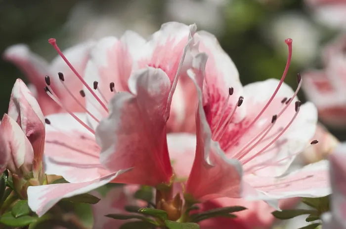 Gerahmter Druck : Rhododendron Gerahmter Druck : Rhododendron