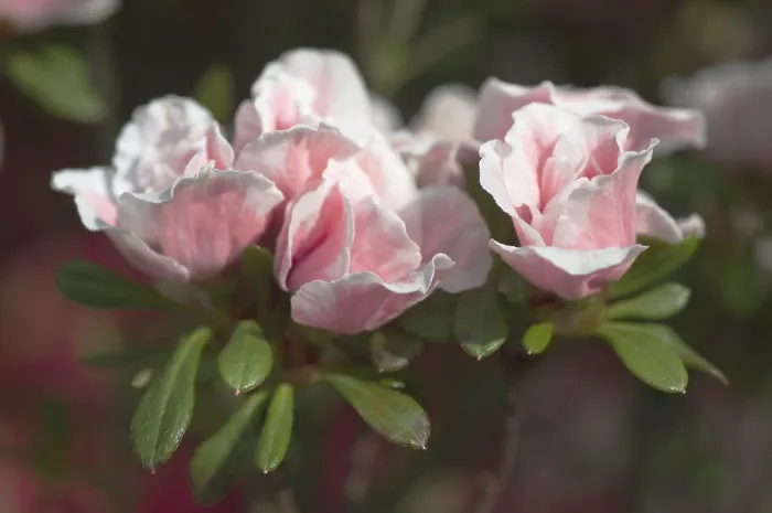 Gerahmter Druck : Rhododendron Gerahmter Druck : Rhododendron
