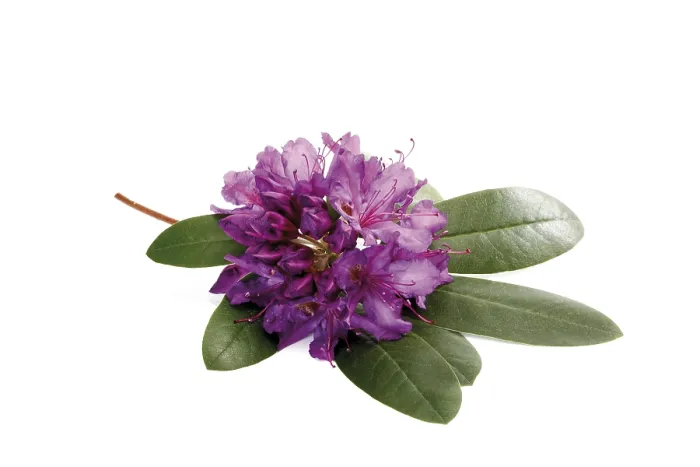 Gerahmter Druck : Rhododendron Gerahmter Druck : Rhododendron
