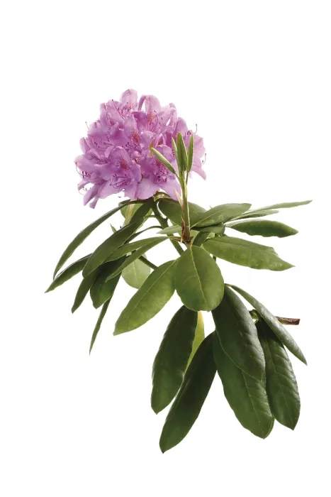 Gerahmter Druck : Rhododendron Gerahmter Druck : Rhododendron