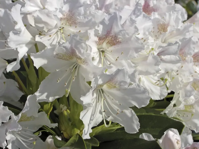 Gerahmter Druck : Rhododendron Cunninghams Weiß Gerahmter Druck : Rhododendron Cunninghams Weiß