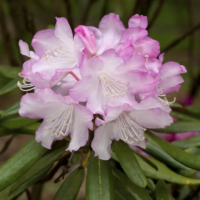 Gerahmter Druck : Rhododendron, Deutschland Gerahmter Druck : Rhododendron, Deutschland